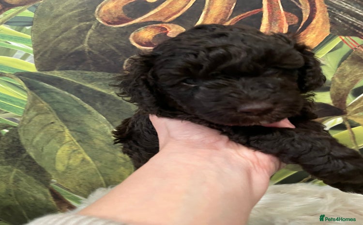 Miniature Poodle dogs Chocolate Brown Miniature Poodle Puppies - Advert 6