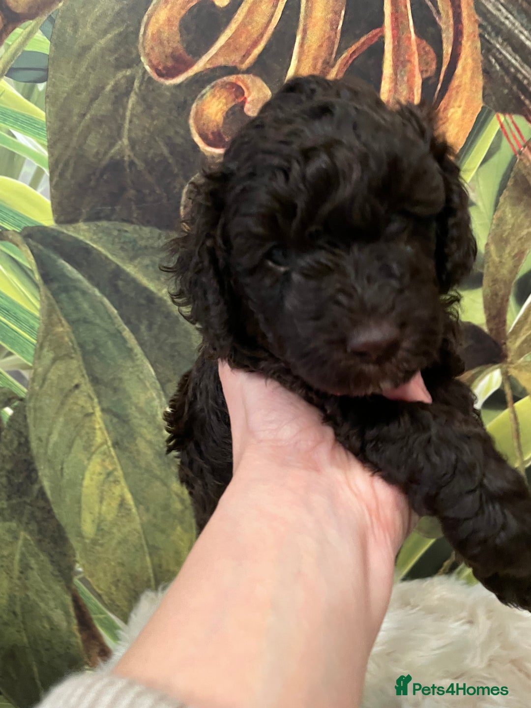 Miniature Poodle dogs for sale: Brown Poodle Puppies Ready Now. Chipped & Checked - Advert 8