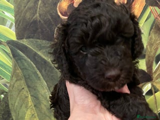 Miniature Poodle dogs Chocolate Brown Miniature Poodle Puppies - Advert 10