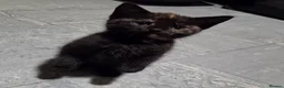 Mixed Breed cats for sale: 2 stunning kittens still available  - Advert 30