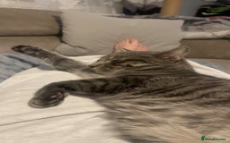 Domestic Shorthair cats for sale: 1 year old cat for sale £100.00  - Image 2