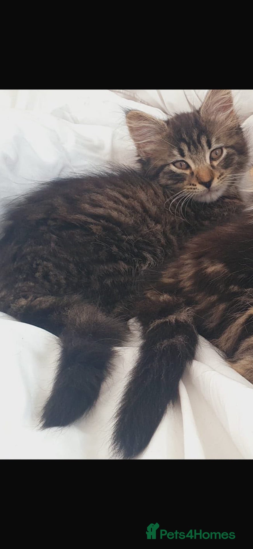 Mixed Breed cats Gorgeous fluffy male tabby cross - Advert 1