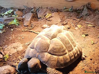 Hermann Tortoise reptiles Hermann tortoise - Advert 1