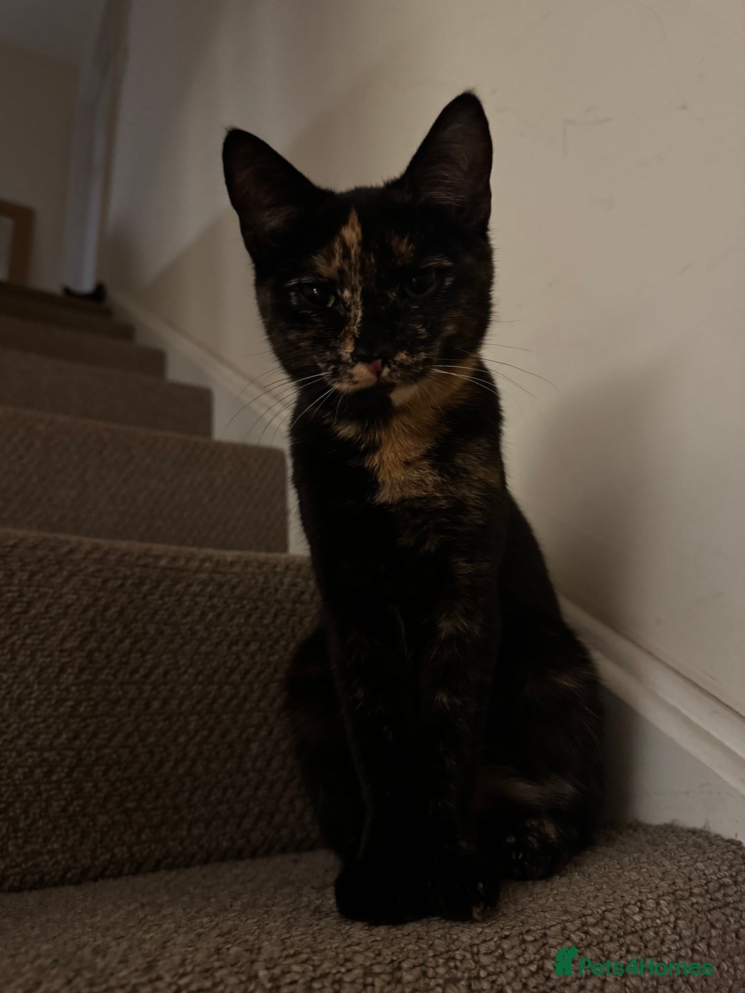 British Shorthair cats for sale: Bonded tortie kittens looking for forever home - Advert 2