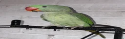 Parakeets birds for sale: ALEXANDRINE PARROT 15 MONTH in Iver - Advert 6