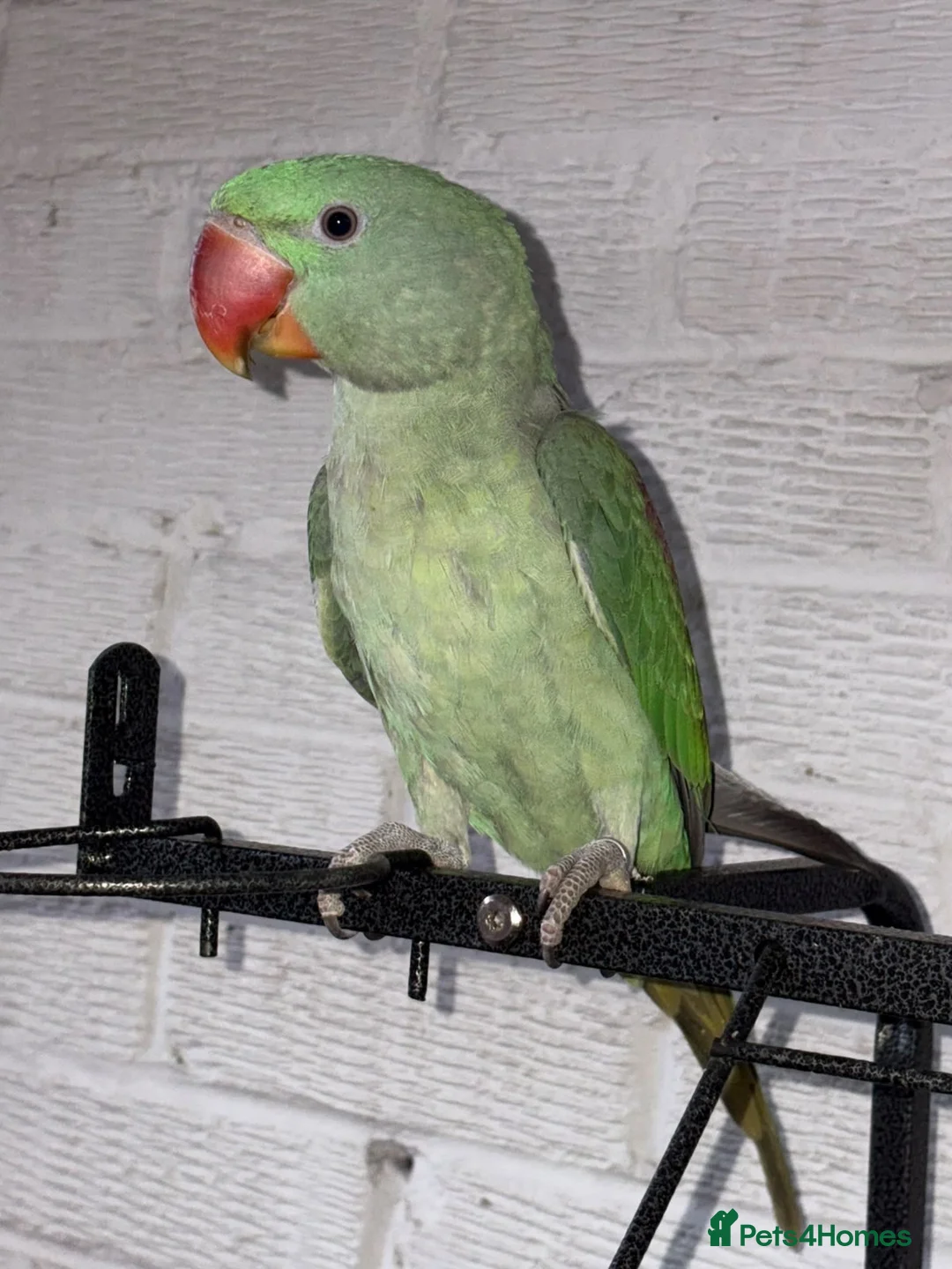 Parakeets birds for sale: ALEXANDRINE PARROT 15 MONTH in Iver - Advert 6