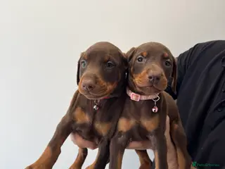 Dobermann dogs KC Registered Brown and tanned Doberman puppies - Advert 6
