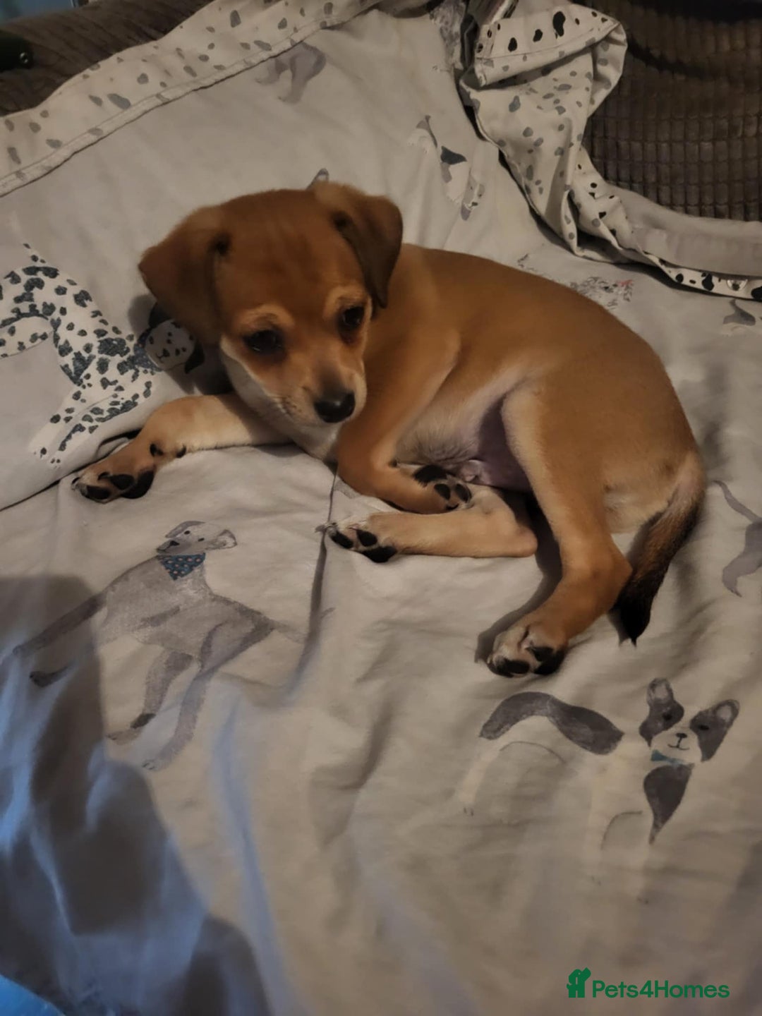 Mixed Breed dogs for sale: Fox terrier x chug puppies - Image 7