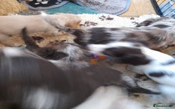 Sprocker dogs for sale: Gorgeous Sprocker x Sproodle pups. - Image 10