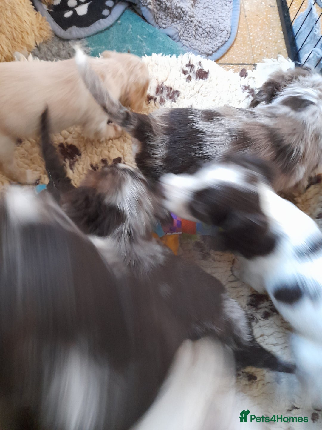 Sprocker dogs for sale: Gorgeous Sprocker x Sproodle pups. - Image 10
