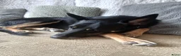 Welsh Collie dogs for sale: Welsh sheepdog (collie)  - Advert 7