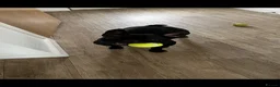 French Bulldog dogs for sale: Rehome 2 beautiful frenchies  - Advert 3