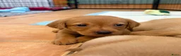 Labrador Retriever dogs for sale: 2 FOX RED LABRADOR BOYS LEFT READY NOW  - Advert 25