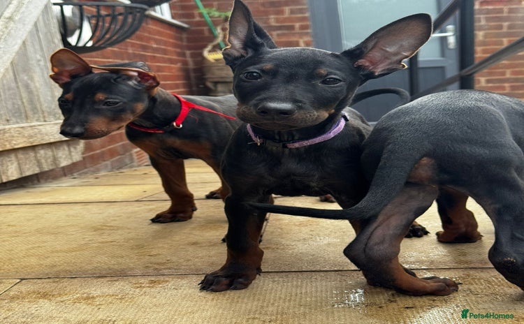 Mixed Breed dogs - Advert 5