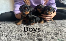 Mixed Breed dogs for sale: Miniature Dorkies - Image 6