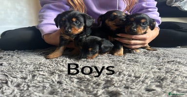 Mixed Breed dogs - Advert 15