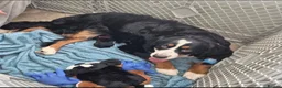 Bernese Mountain Dog dogs for sale: Well Trained Home  Bernese Mountain Pups  in Reading - Advert 20