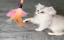 Persian cats for sale: Persian Chinchilla Kittens ready for Loving Homes! - Image 15