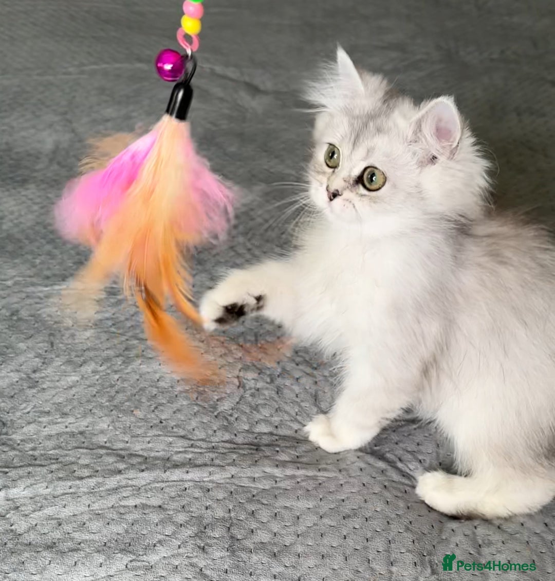 Persian cats for sale: Persian Chinchilla Kittens ready for Loving Homes! - Image 15