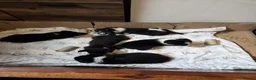 Mixed Breed dogs for sale: 3 Male puppies - Advert 2