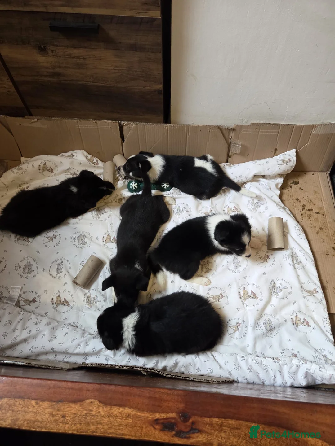 Mixed Breed dogs for sale: 3 Male puppies - Advert 2