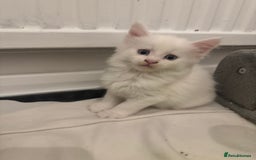 Maine Coon cats for sale: 😻😻 Beautiful Maine coones 😻 - Image 2
