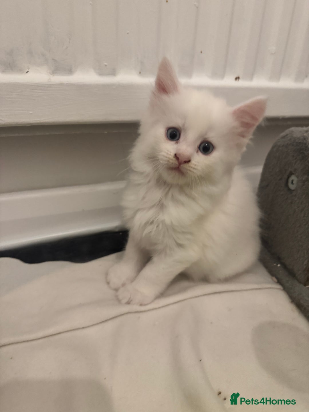 Maine Coon cats for sale: 😻😻 Beautiful Maine coones 😻 - Image 2