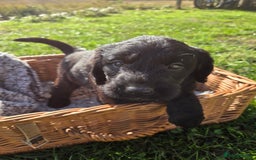 Labradoodle dogs for sale: 7 Miniture labradoodles  - Image 8
