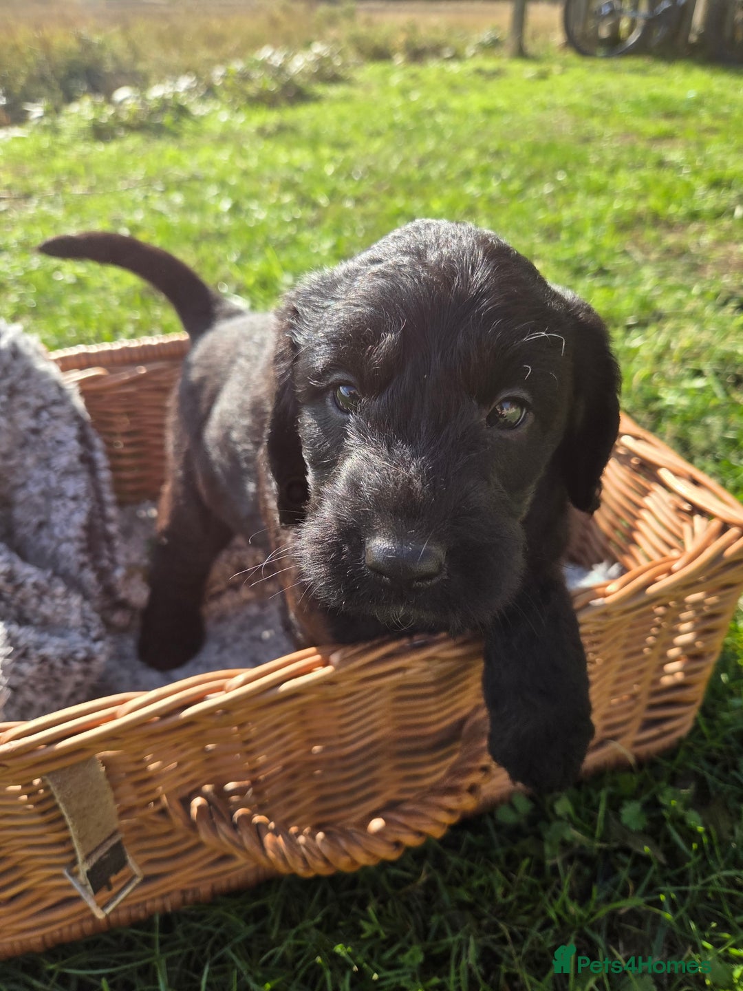 Labradoodle dogs for sale: 7 Miniture labradoodles  - Image 8