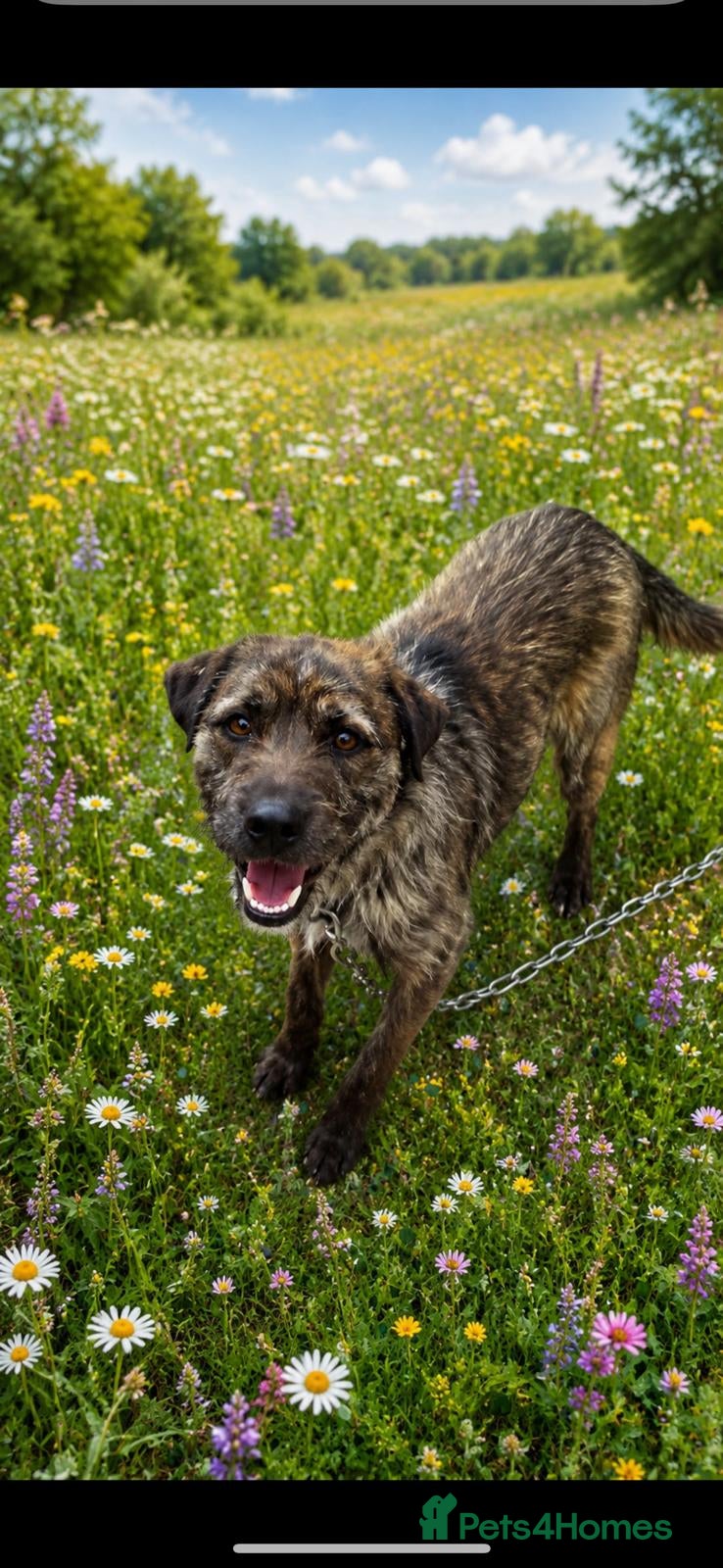 Mixed Breed dogs Please Help Dutch find a home ❤️‍🩹 - Advert 9