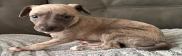 Whippet dogs for sale: The most precious! Kc wippets 🐶 boys & girls   - Advert 17