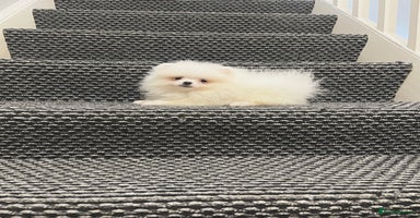 Pomeranian dogs - Advert 4