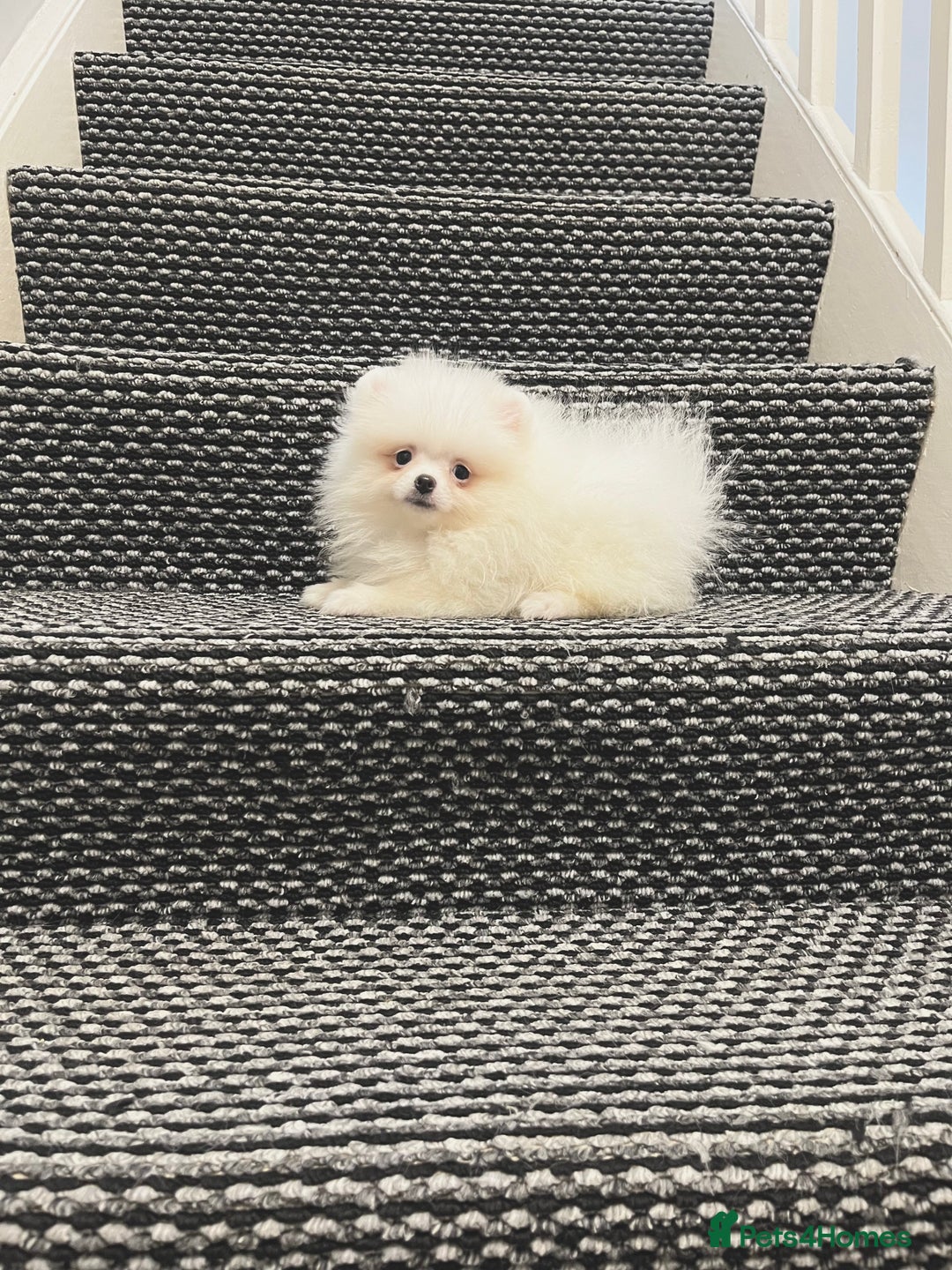 Pomeranian dogs for sale: ❤️ Very Small Quality Girl ❤️ - Image 2