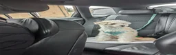 Chinese Crested dogs for sale: A Sweet Powderpuff Seeking Her Forever Home  in Poole - Advert 5