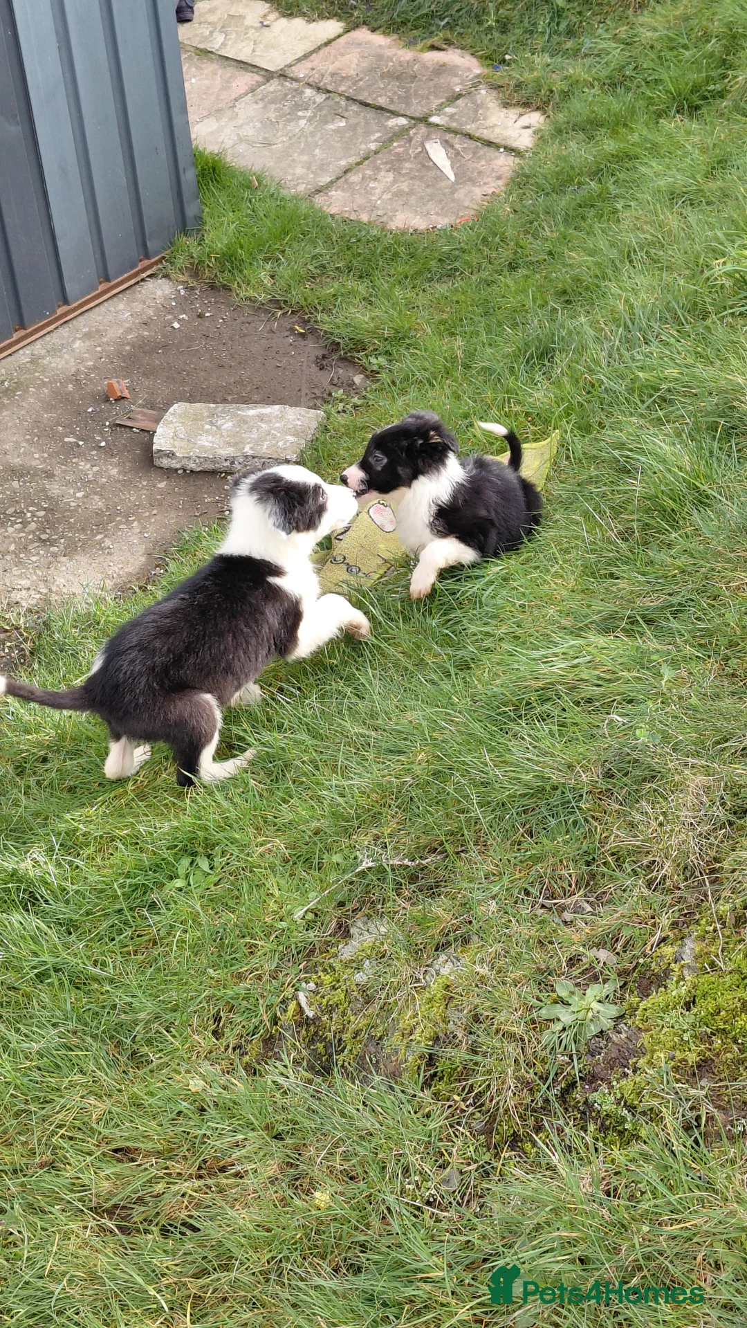 Border Collie dogs for sale: Border collie puppies tris + b/w - Advert 20