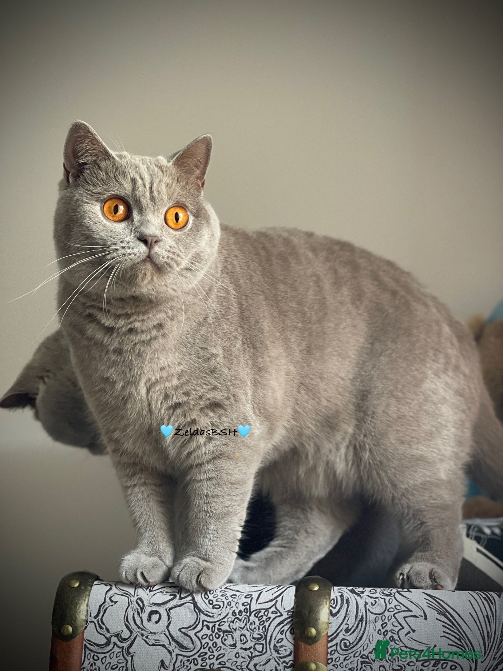 British Shorthair cats 🩵Precious BSH lilac boys💙 - Advert 2