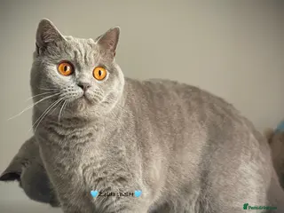 British Shorthair cats 🩵Precious BSH lilac boys💙 - Advert 2