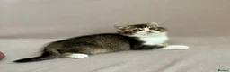 British Shorthair cats for sale: 🐾 Purebred Golden BSH kittens 🐾  in Leeds - Advert 21