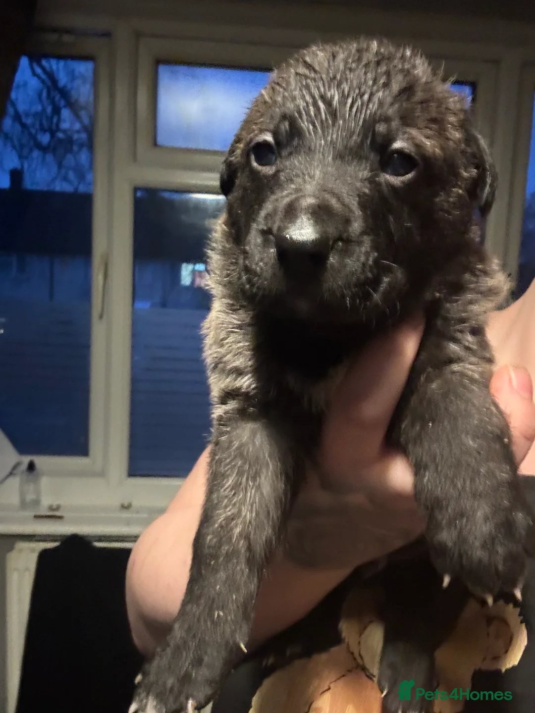 Mixed Breed dogs for sale: Beautiful staff x gsd puppies - Advert 28