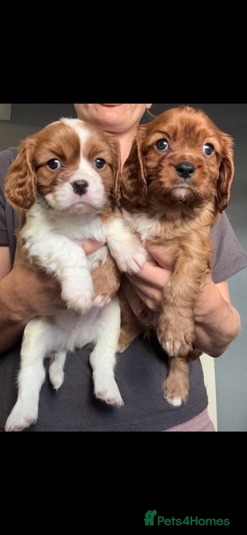 Cavalier King Charles Spaniel dogs KC registered parents/DNA tested. - Advert 2