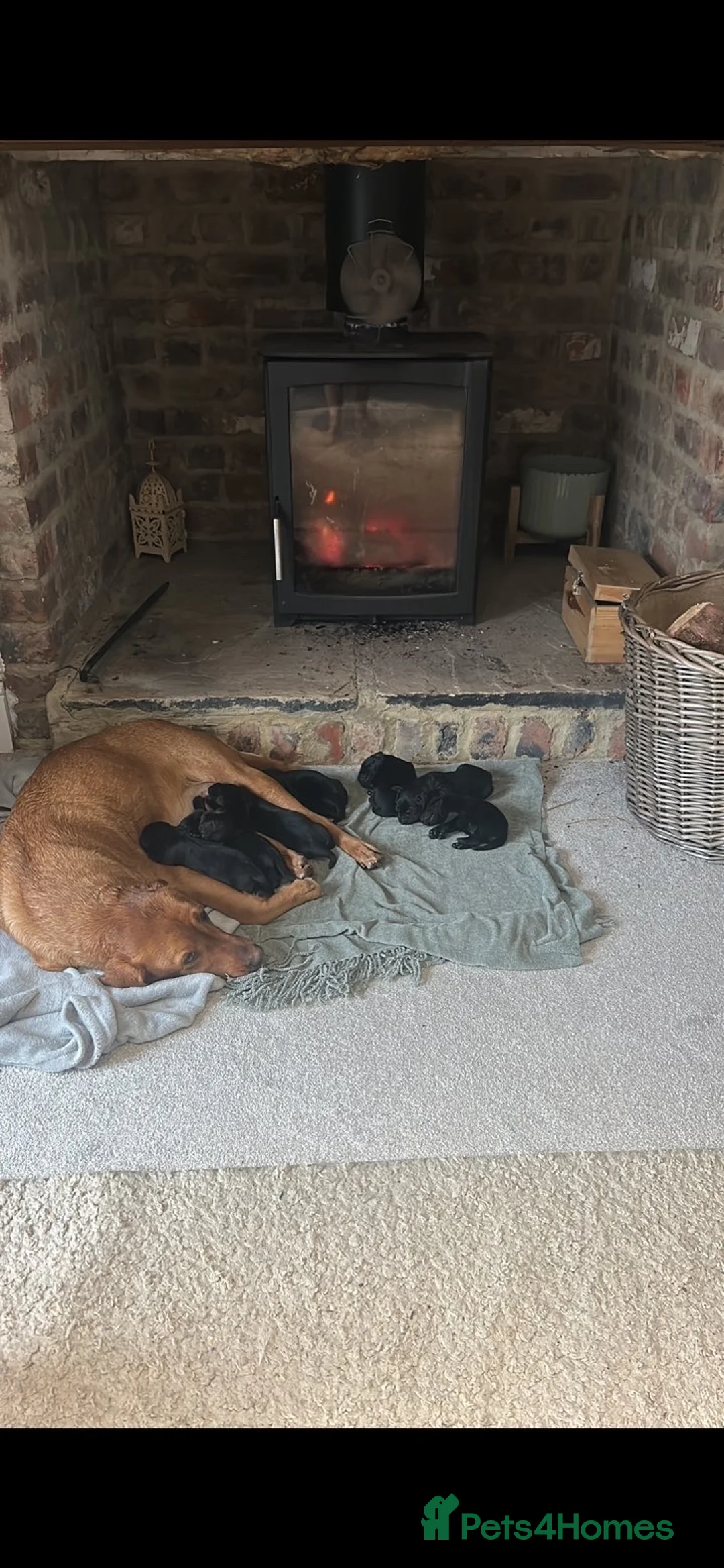 Labrador Retriever dogs for sale: Labrador puppies in Stockton-on-Tees - Advert 1