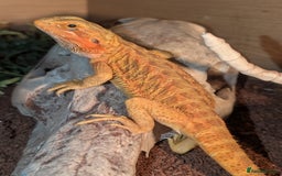 Bearded Dragon reptiles for sale: Female Red bearded dragon - Image 6