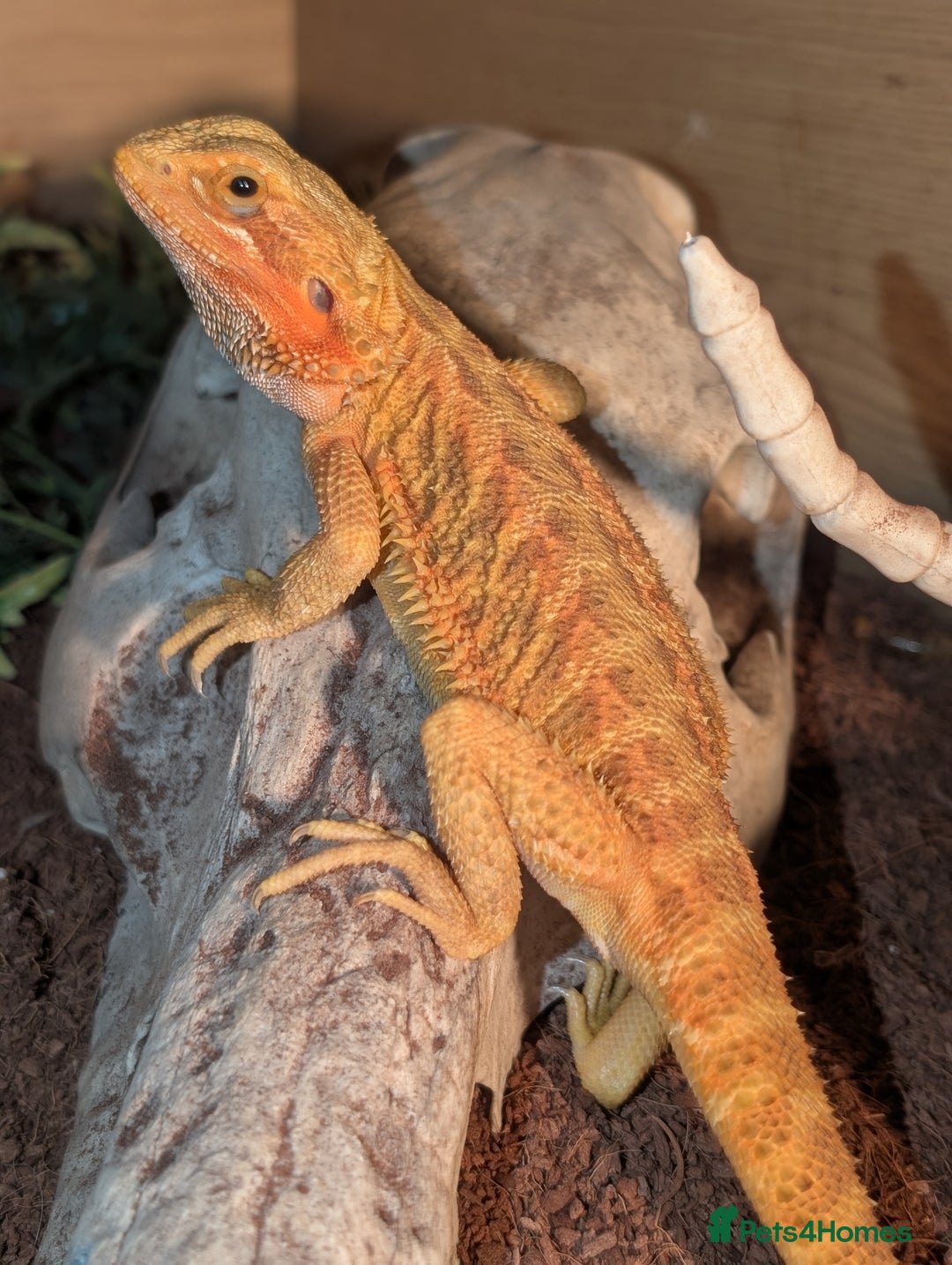 Bearded Dragon reptiles for sale: Female Red bearded dragon - Image 6