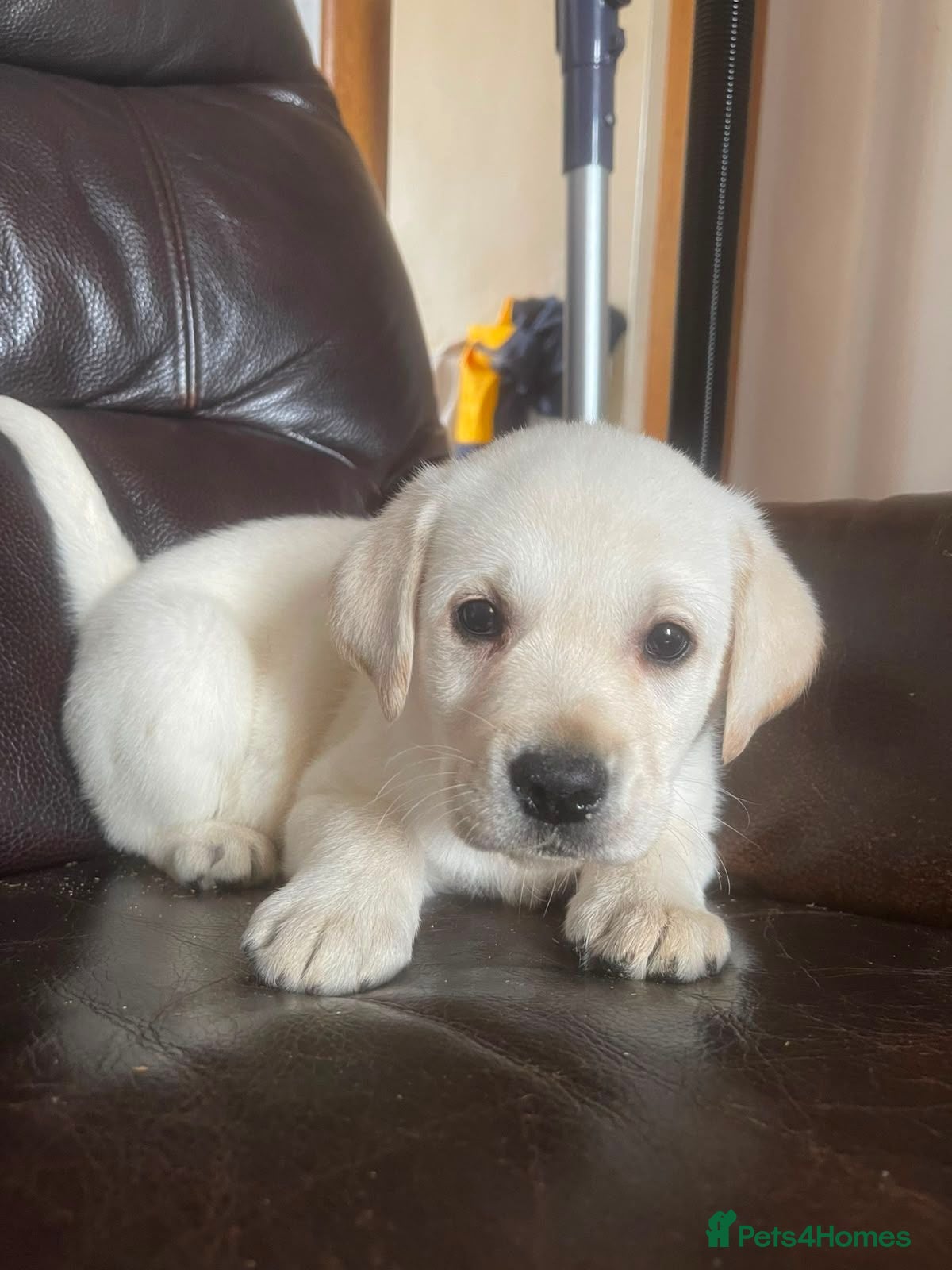 Labrador Retriever dogs Gorgeous KC Labrador puppies 8 weeks old  - Advert 7