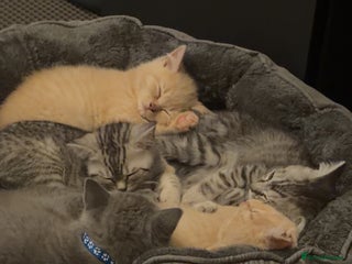 British Shorthair cats - Advert 15