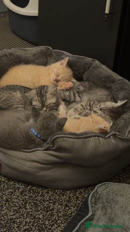 British Shorthair cats - Advert 10