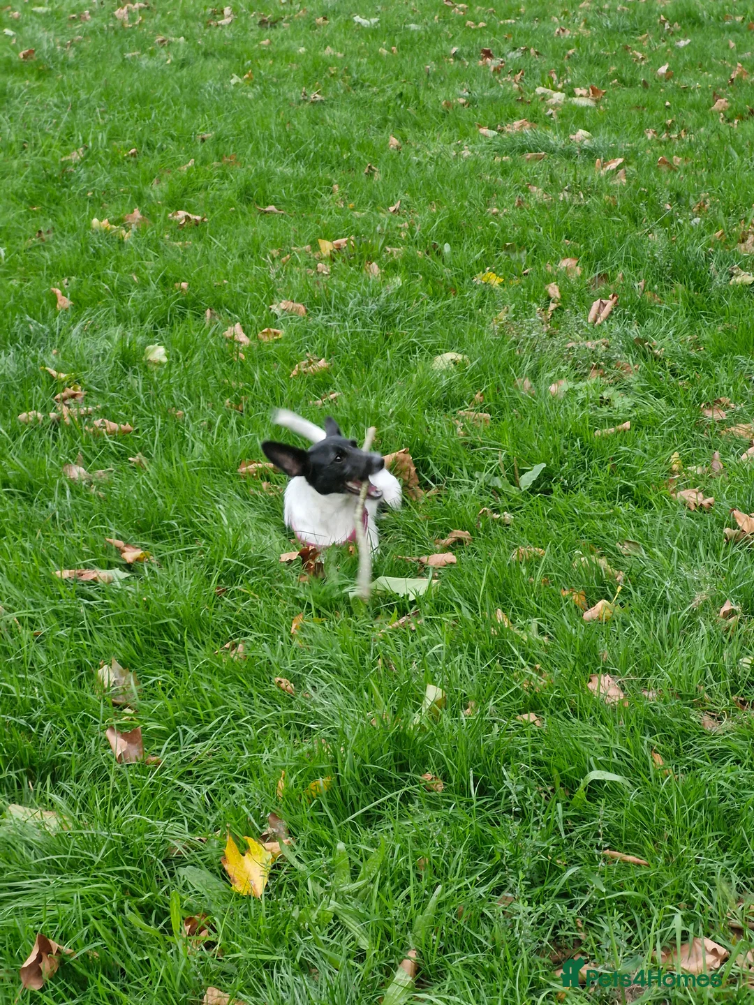 Jack Russell dogs for sale: Family dog  - Advert 2