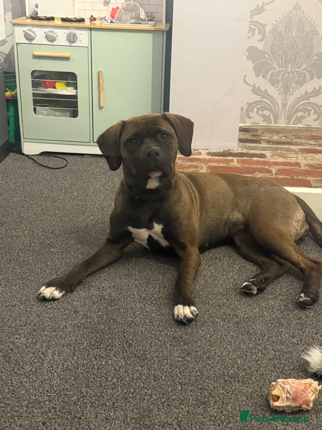 Mixed Breed dogs for sale: Dog for sale in Barnsley - Advert 1