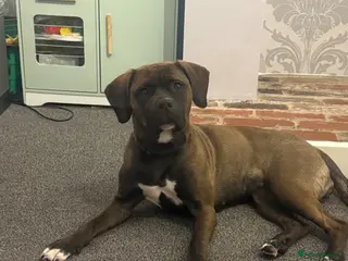 Mixed Breed dogs Dog for sale - Advert 2