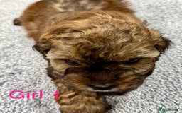 Cockapoo dogs for sale: Outstanding Cockapoos Fully Health Tested  - Image 16